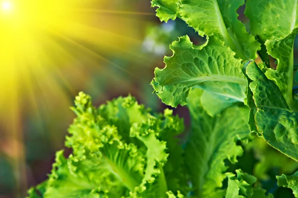 Salata yaprağı — Stok fotoğraf