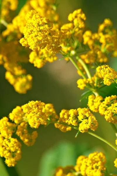 Flori de câmp galben — Fotografie, imagine de stoc