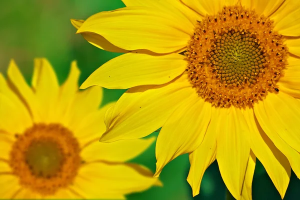 Gele zonnebloemen close-up — Stockfoto