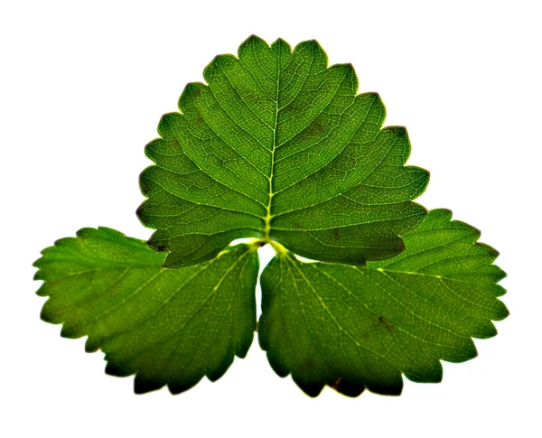 Leaf of plant close-up — Stock Photo, Image