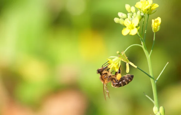 La abeja recoge el néctar — Foto de Stock