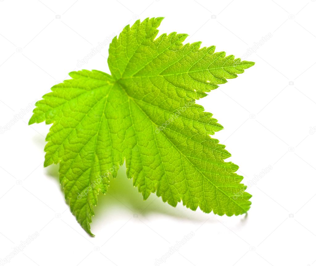 Leaf of currants on a white