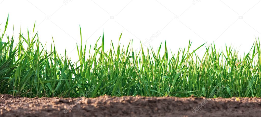 Grass growing on clay