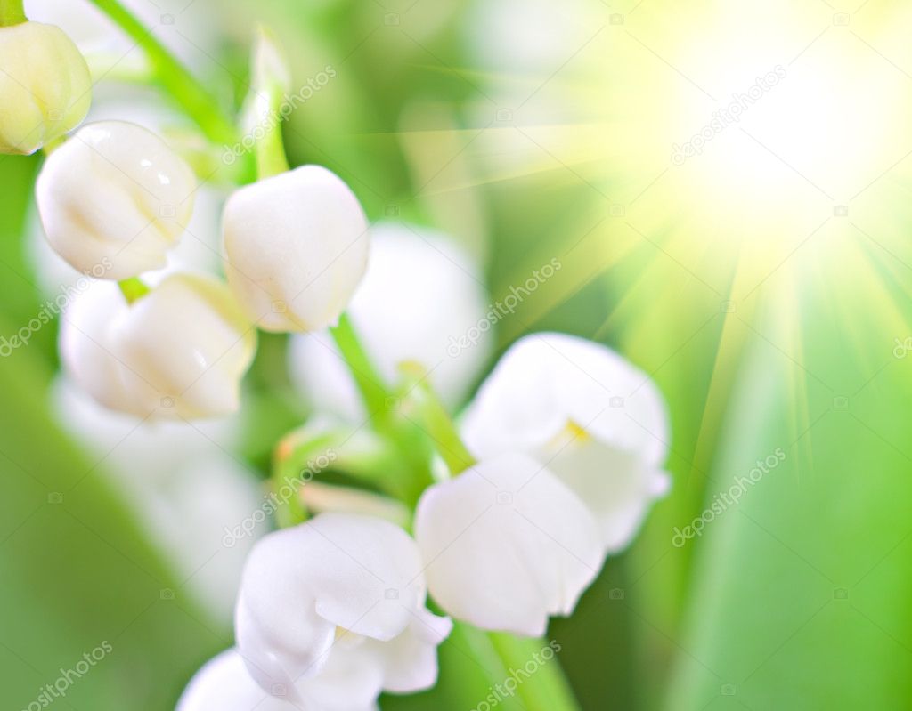 Beautiful lily of the valley