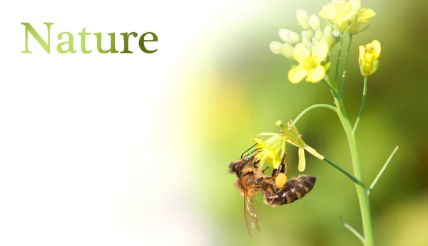 Včela je na květu — Stock fotografie