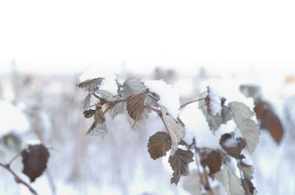 冬の自然の詳細 — ストック写真