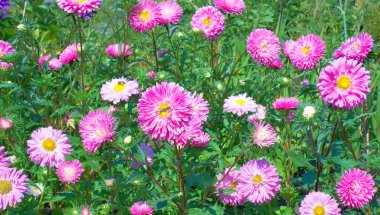 Pink flowers in summer clipart