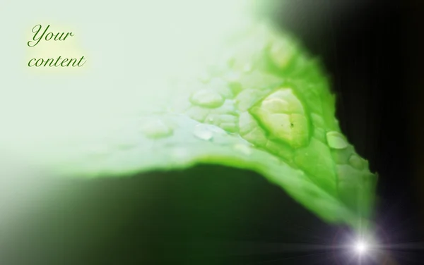 Background with the wet leaf — Zdjęcie stockowe