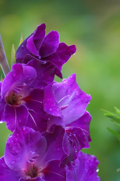Natte violet gladiolen close-up — Stockfoto