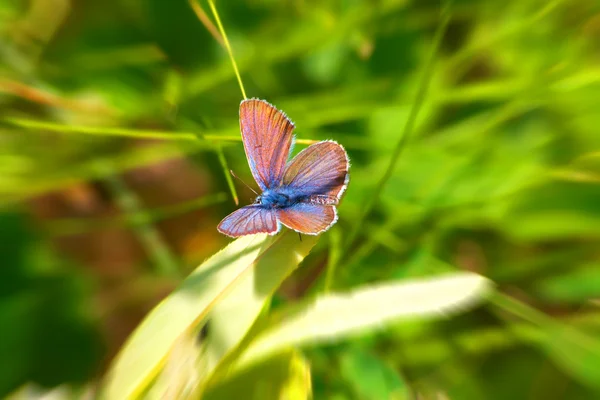 Mariposa azul en las hojas — Foto de Stock