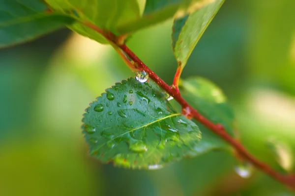 Drzewo po deszczu — Zdjęcie stockowe