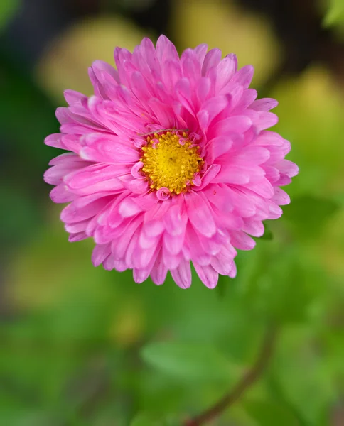 Blooming aster — Stock Photo, Image