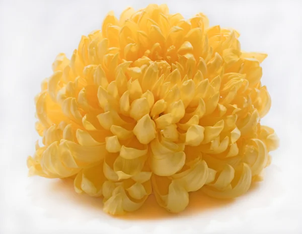 Sarı çiçek papatya — Stok fotoğraf