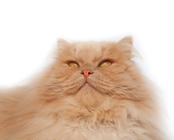 Flauschige, rote Katze — Stockfoto