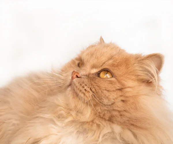 Пухнасті, Червоний кіт — стокове фото