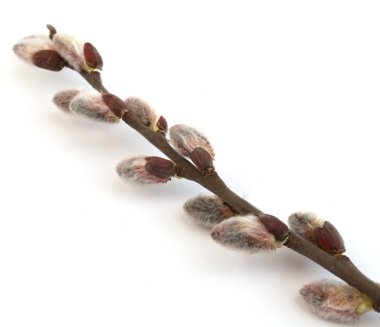Willow branch clipart