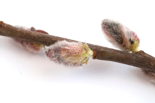 stock image Willow branch on a white background