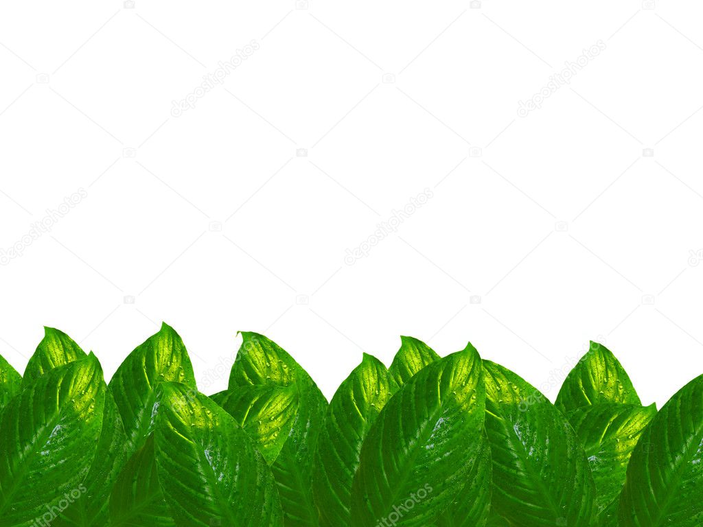 Spathiphyllum leaves