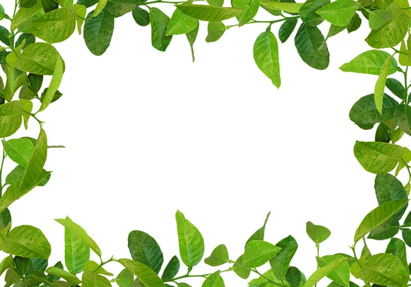 Marco de hojas verdes — Foto de Stock