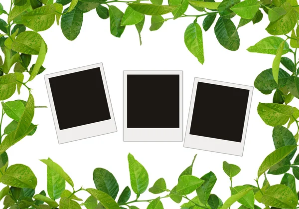 Folhas verdes moldura e árvore fotos em branco — Fotografia de Stock