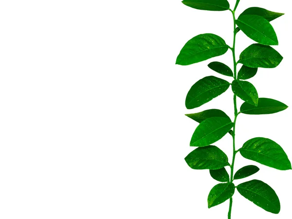 Cytryna drzewo liście wstążka — Zdjęcie stockowe
