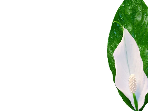Spathiphyllum with water drops isolated — Stock Image Spathiphyllum with water drops isolated Stock Image