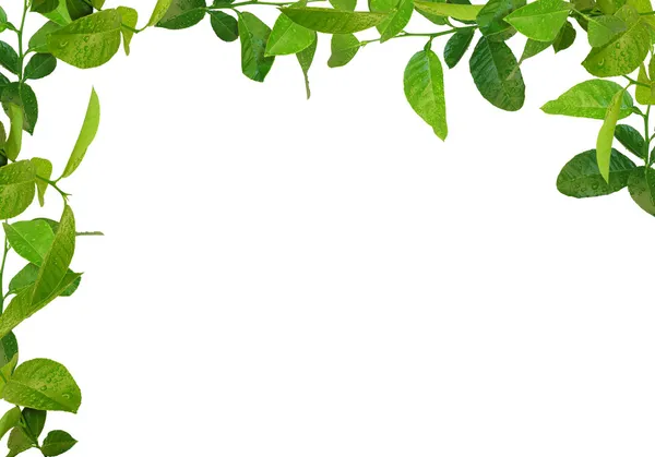 Zelené listí rám Stock Obrázky