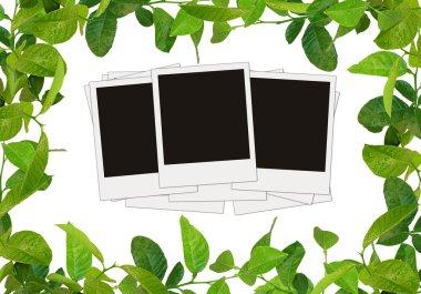 Green leaves frame and tree blank photos clipart