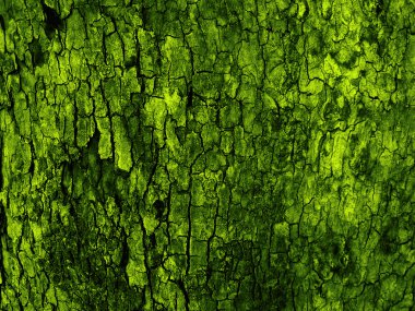 Green natural bark background clipart