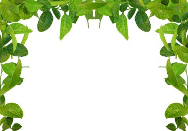 Green leaves frame clipart