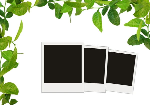 Зелене листя рамка і порожні фотографії дерева — стокове фото