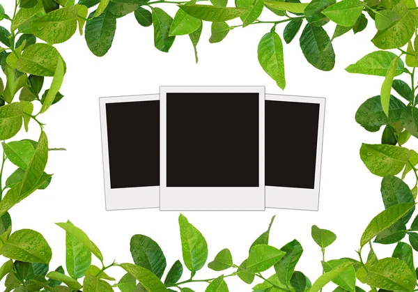 stock image Green leaves frame and three instant pho