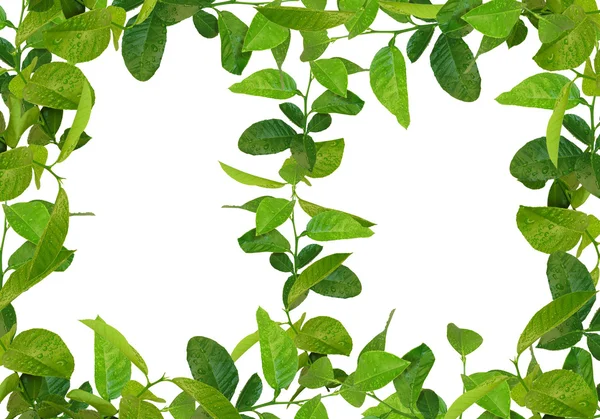 Zielone liście ramek — Zdjęcie stockowe