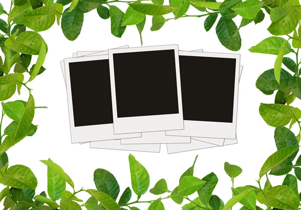 stock image Green leaves frame and tree blank photos