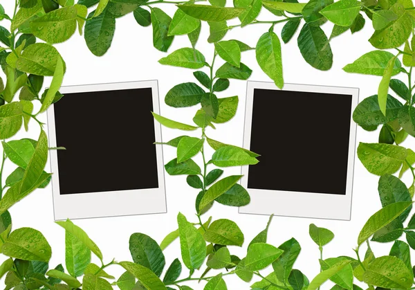 Quadro folhas verdes e fotos em branco — Fotografia de Stock