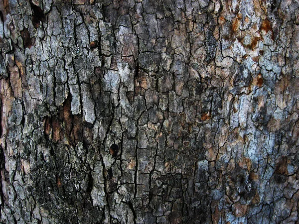 Natural bark background — Stock Photo, Image