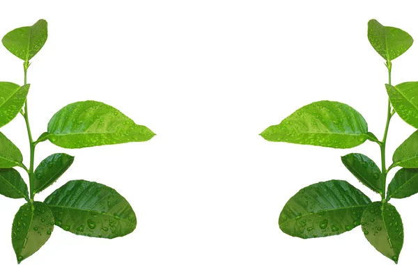 Зелёные близнецы — стоковое фото