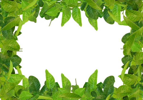 Cornice foglie verdi — Foto Stock