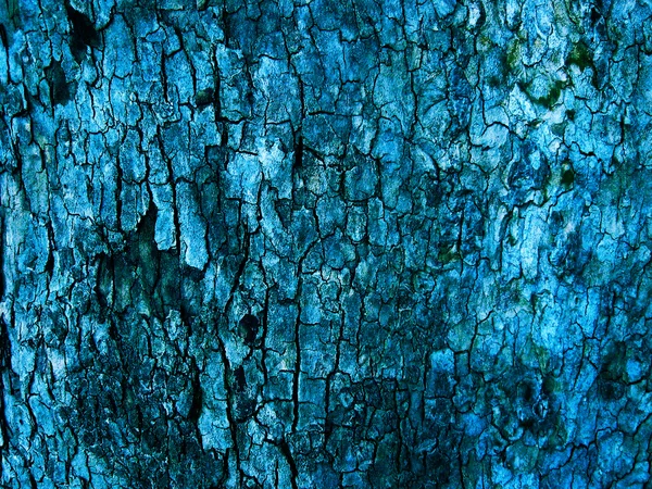 Blue natural bark background — Stock Photo, Image
