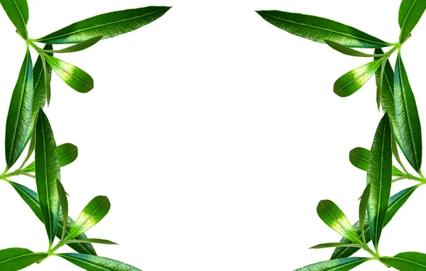 Beautiful green herbal frame — Stock Photo, Image