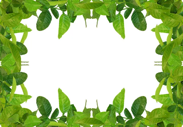 Marco de simetría verde — Foto de Stock