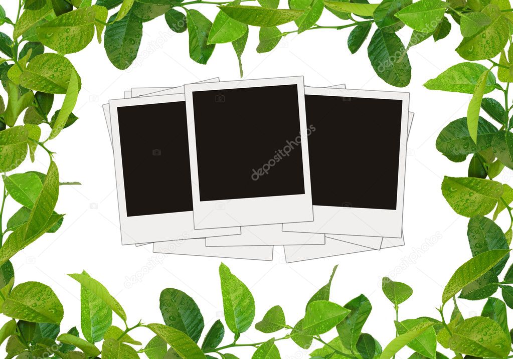 Green leaves frame and tree blank photos