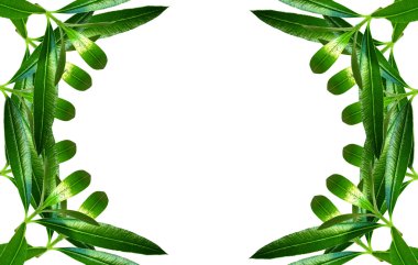 Beautiful green tech herbal frame clipart