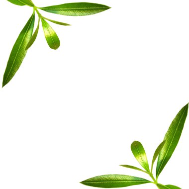 Green corner frame - similar images avai clipart