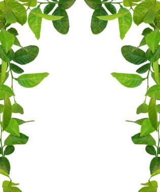 Green leaves frame - similar images avai clipart