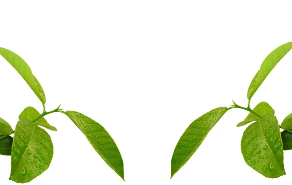 Zielony bliźniaki — Zdjęcie stockowe