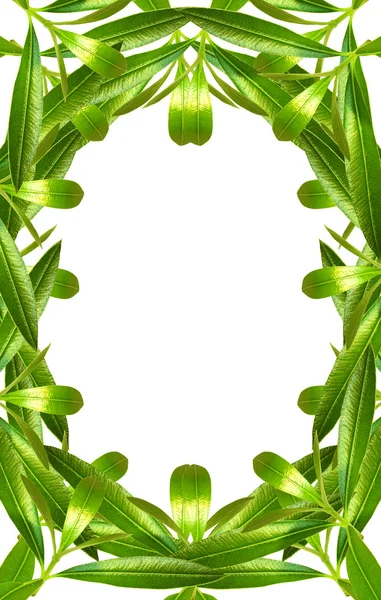 Beauty leaves frame — Stock Photo, Image