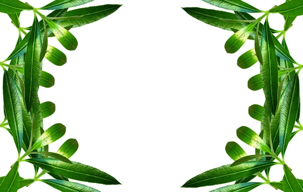 Beautiful green tech herbal frame — Stock Photo, Image