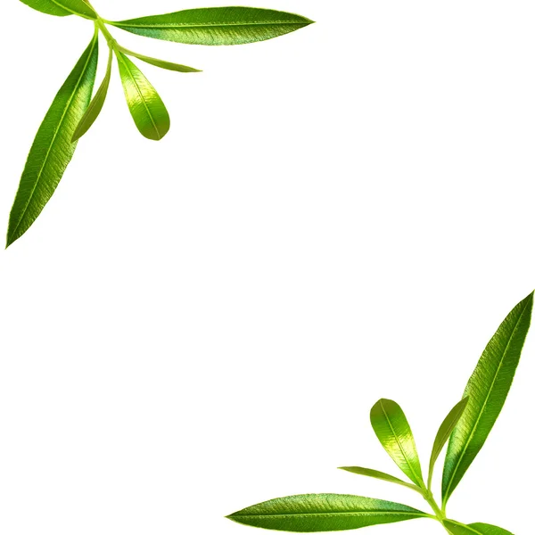 Cornice angolare verde - immagini simili avai — Foto Stock