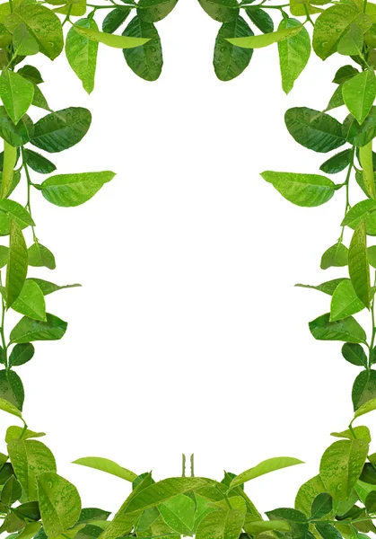 Marco de hojas verdes - imágenes similares avai —  Fotos de Stock